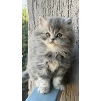 Персийска